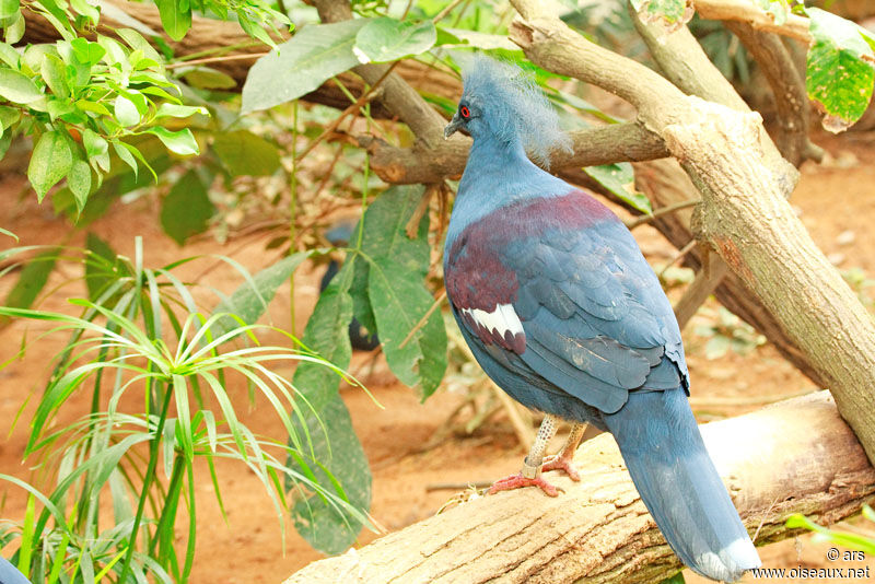 Goura couronné, identification