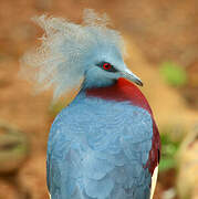 Sclater's Crowned Pigeon