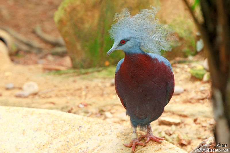Sclater's Crowned Pigeon, identification