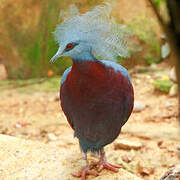 Sclater's Crowned Pigeon