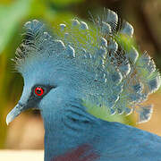 Victoria Crowned Pigeon