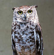 Spotted Eagle-Owl