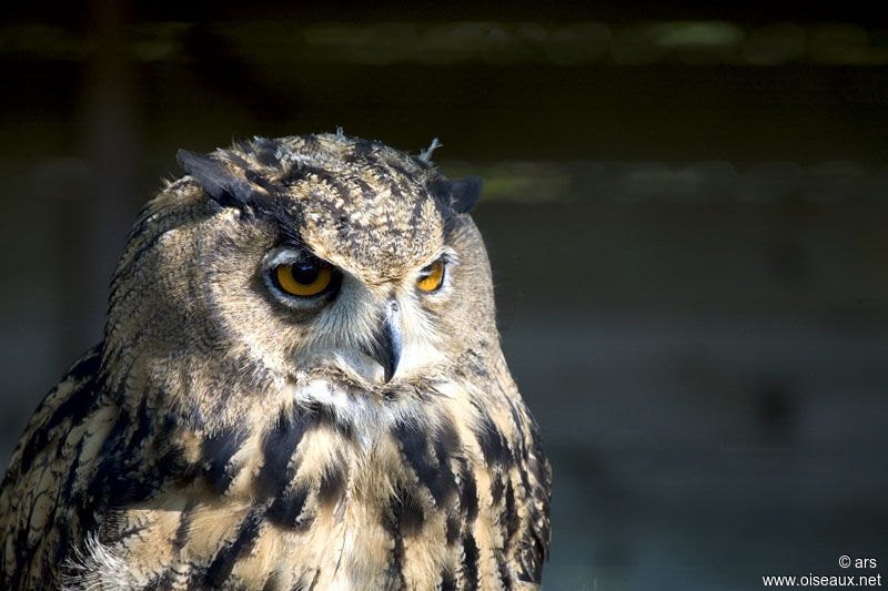 Eurasian Eagle-Owl, identification