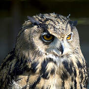 Eurasian Eagle-Owl