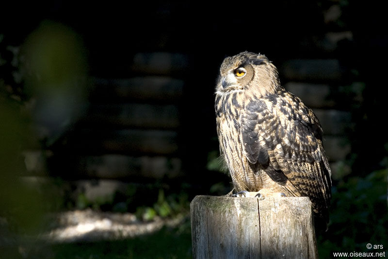 Eurasian Eagle-Owl, identification