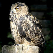 Eurasian Eagle-Owl