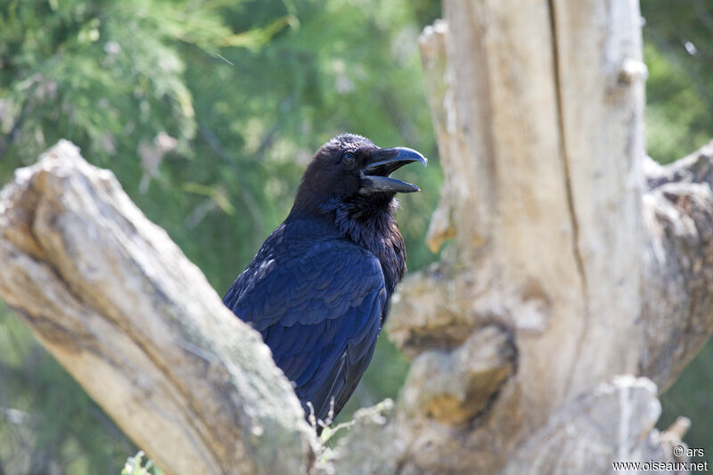 Northern Raven, identification