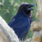 Northern Raven