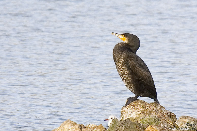 Great Cormorant, identification