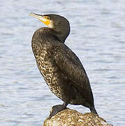 Great Cormorant