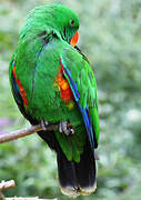 Moluccan Eclectus