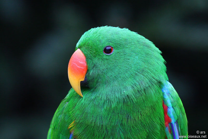 Eclectus Parrot male, identification