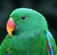 Moluccan Eclectus