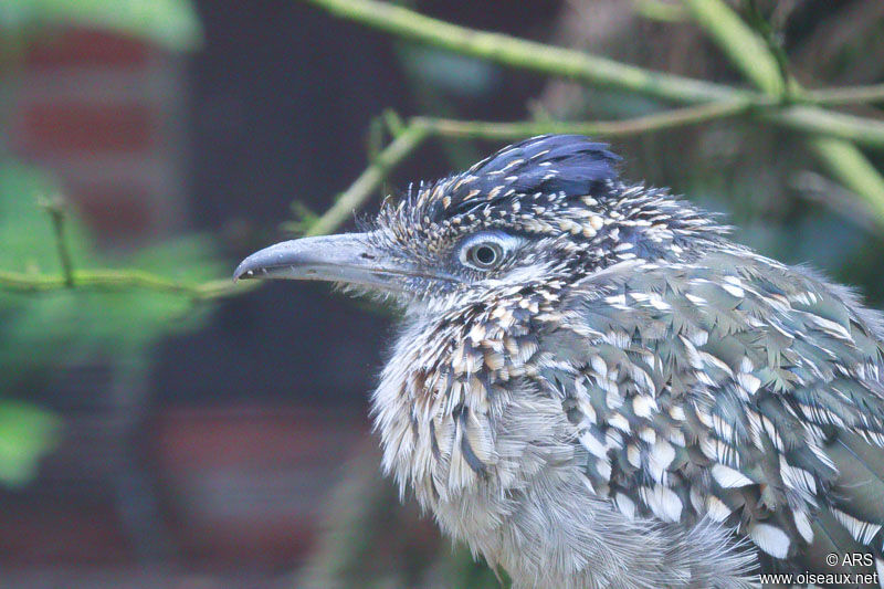 Greater Roadrunner, identification