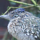 Grand Géocoucou