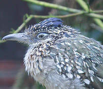 Greater Roadrunner