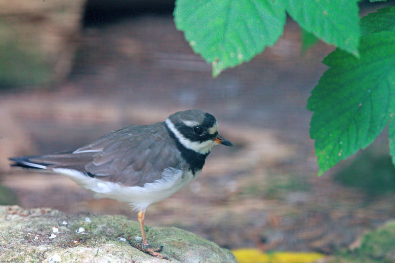 Common Ringed Plover, identification