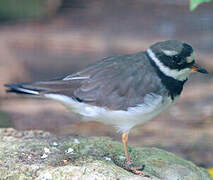 Common Ringed Plover