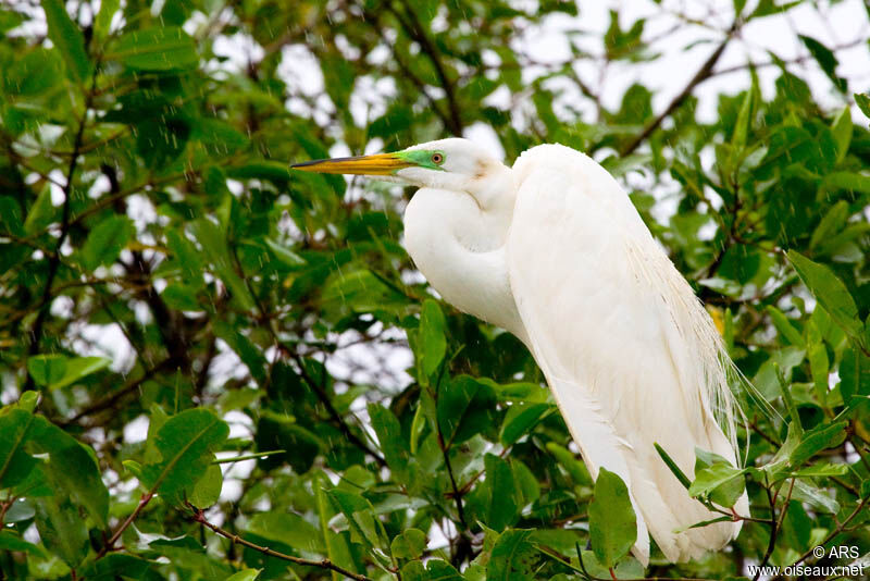 Grande Aigrette, identification