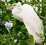 Grande Aigrette