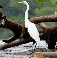 Grande Aigrette