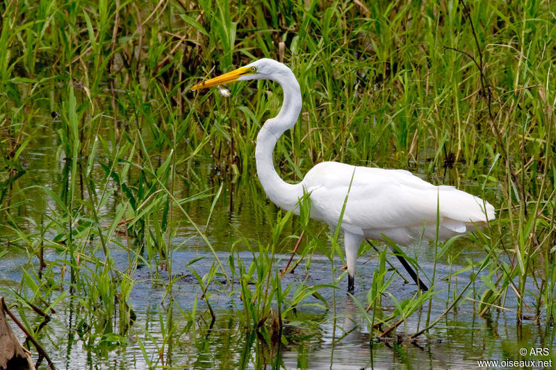 Grande Aigrette, identification