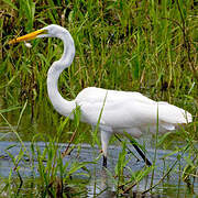 Great Egret