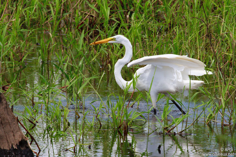 Great Egret, identification