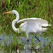 Great Egret