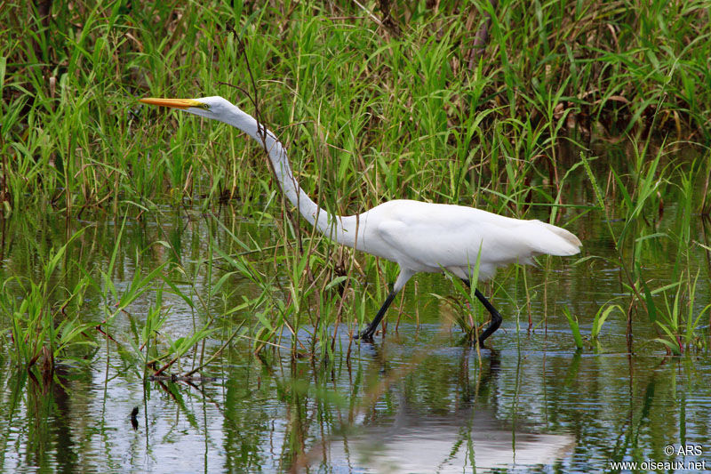 Grande Aigrette, Comportement