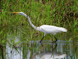 Grande Aigrette