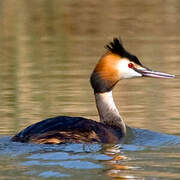 Great Crested Grebe