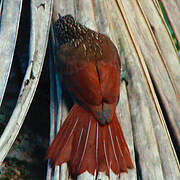 Spot-crowned Woodcreeper