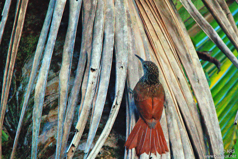 Spot-crowned Woodcreeper, identification