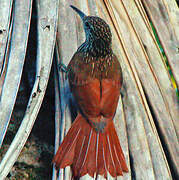 Spot-crowned Woodcreeper
