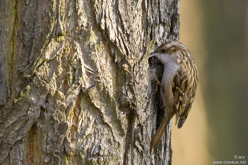 Short-toed Treecreeper, identification