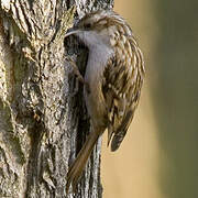 Short-toed Treecreeper