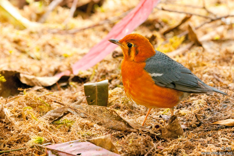 Grive à tête orange, identification