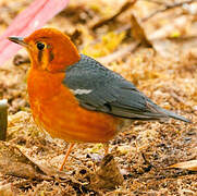 Orange-headed Thrush