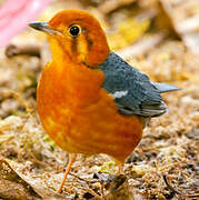 Orange-headed Thrush