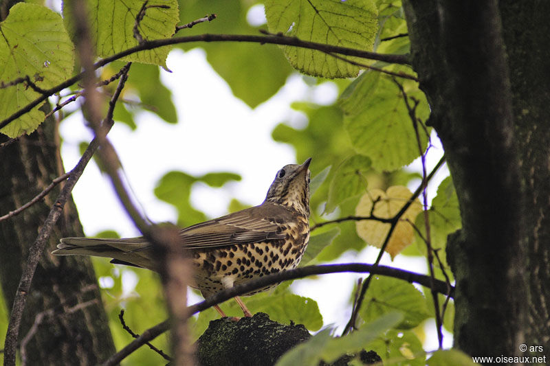 Mistle Thrush, identification