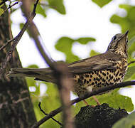 Mistle Thrush