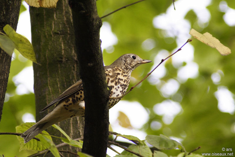 Mistle Thrush, identification