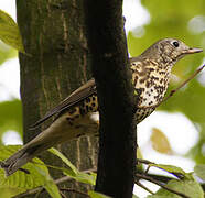 Mistle Thrush