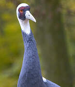 White-naped Crane