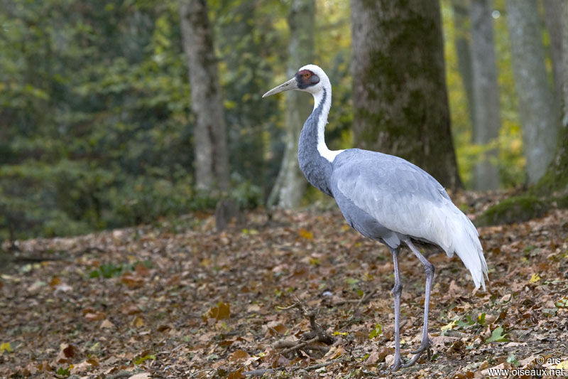 White-naped Crane, identification