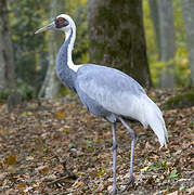 White-naped Crane