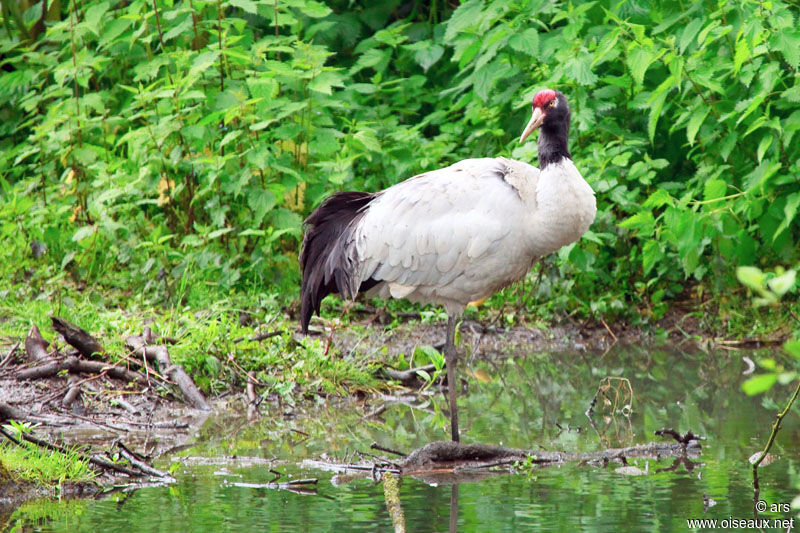 Grue à cou noir, identification