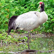 Black-necked Crane