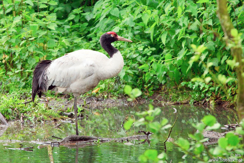 Grue à cou noir, identification